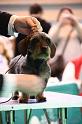 Crufts2011_2 1222